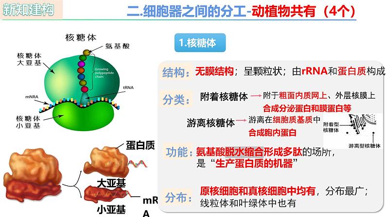 人教版（2019）高中生物必修一3.2 《细胞器之间的分工合作》（第1课时）课件08