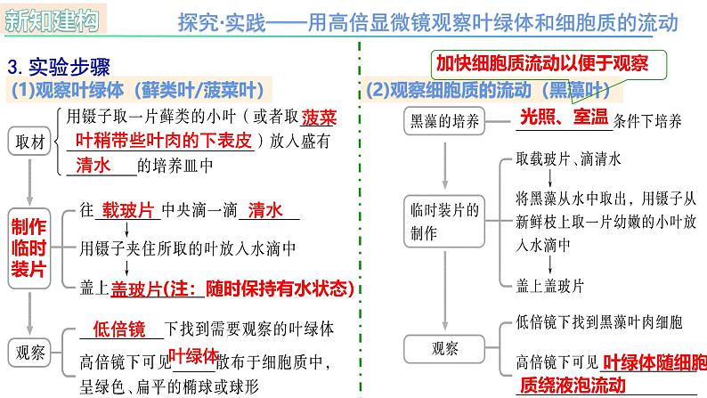 人教版（2019）高中生物必修一3.2《细胞器之间的分工合作》（第2课时）课件04