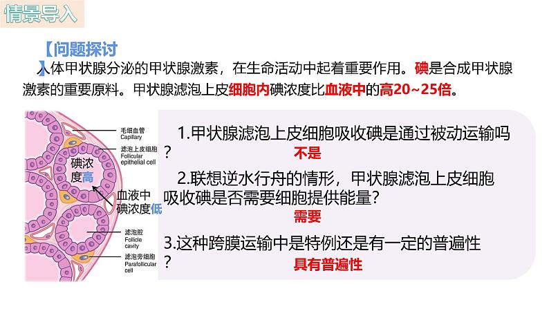 人教版（2019）高中生物必修一4.2《主动运输与胞吞、胞吐》（1课时）课件第2页