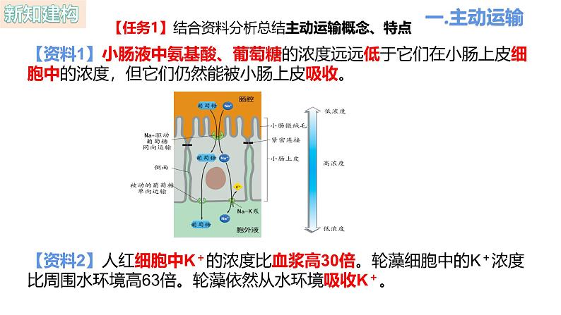 人教版（2019）高中生物必修一4.2《主动运输与胞吞、胞吐》（1课时）课件第3页