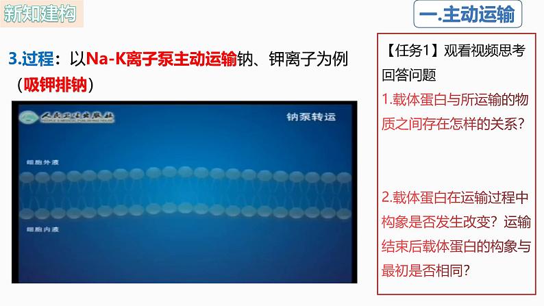 人教版（2019）高中生物必修一4.2《主动运输与胞吞、胞吐》（1课时）课件第7页