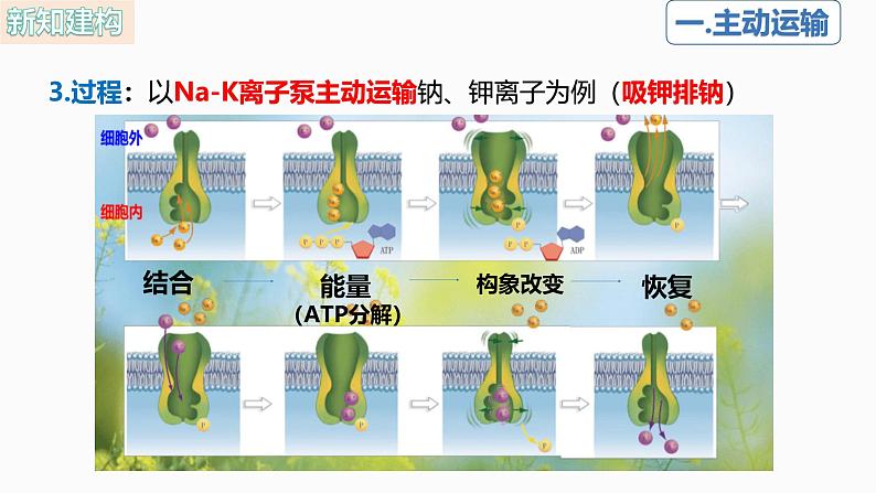 人教版（2019）高中生物必修一4.2《主动运输与胞吞、胞吐》（1课时）课件第8页