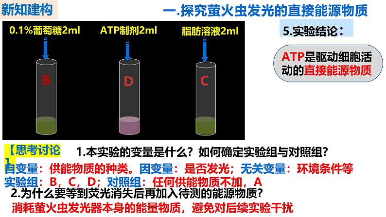 人教版（2019）高中生物必修一5.2《细胞的能量“货币”ATP》（第1课时）课件第8页