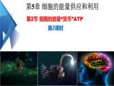 人教版（2019）高中生物必修一5.2《细胞的能量“货币”ATP》（第2课时）课件