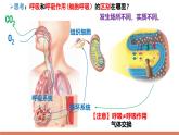 人教版（2019）高中生物必修一5.3《细胞呼吸的原理和应用》（3课时）课件