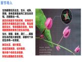 人教版（2019）高中生物必修一6.1《细胞的增殖》（2课时）课件