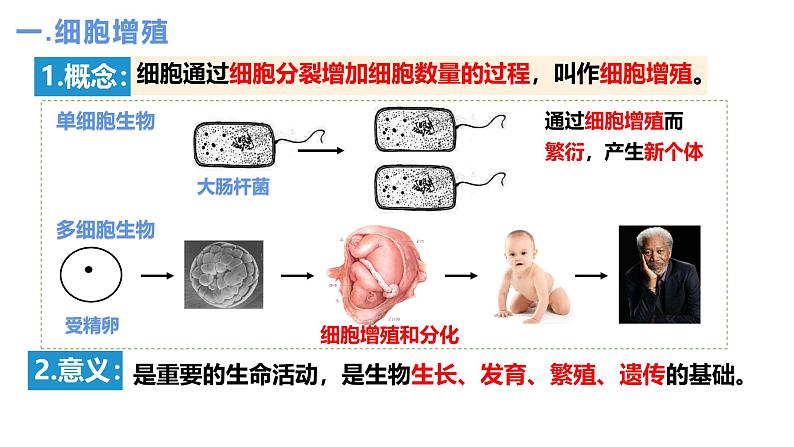 人教版（2019）高中生物必修一6.1《细胞的增殖》（2课时）课件04