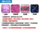 人教版（2019）高中生物必修一6.2《细胞的分化》（1课时）课件