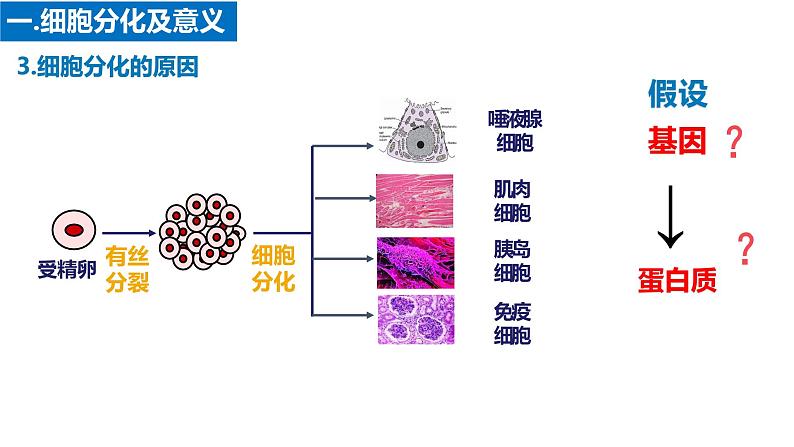 人教版（2019）高中生物必修一6.2《细胞的分化》（1课时）课件08