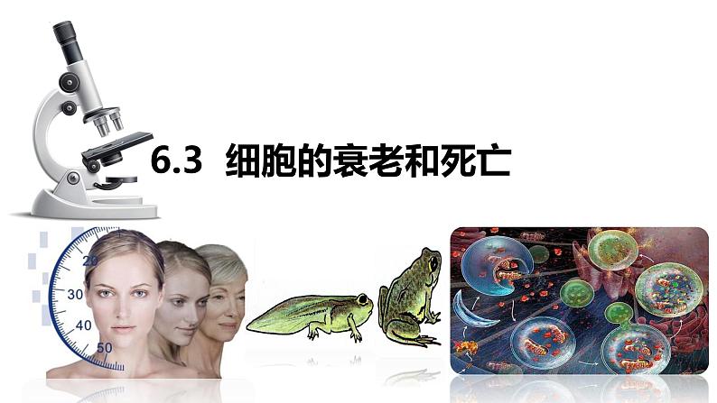 人教版（2019）高中生物必修一6.3《细胞的衰老和死亡》(1课时）课件01