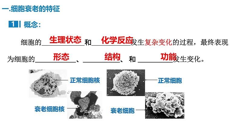 人教版（2019）高中生物必修一6.3《细胞的衰老和死亡》(1课时）课件04