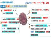 人教版（2019）高中生物必修一6.3《细胞的衰老和死亡》(1课时）课件