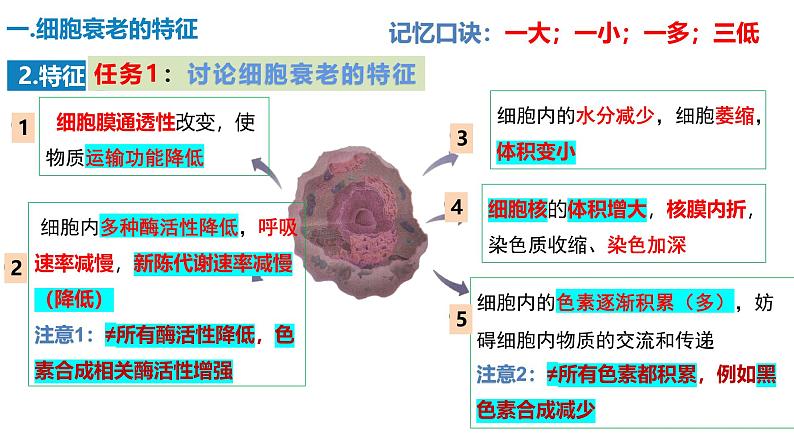 人教版（2019）高中生物必修一6.3《细胞的衰老和死亡》(1课时）课件05