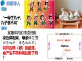 人教版（2019）高中生物必修二2.1《减数分裂和受精作用》（二）：受精作用（1课时）课件