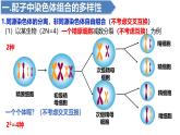 人教版（2019）高中生物必修二2.1《减数分裂和受精作用》（二）：受精作用（1课时）课件
