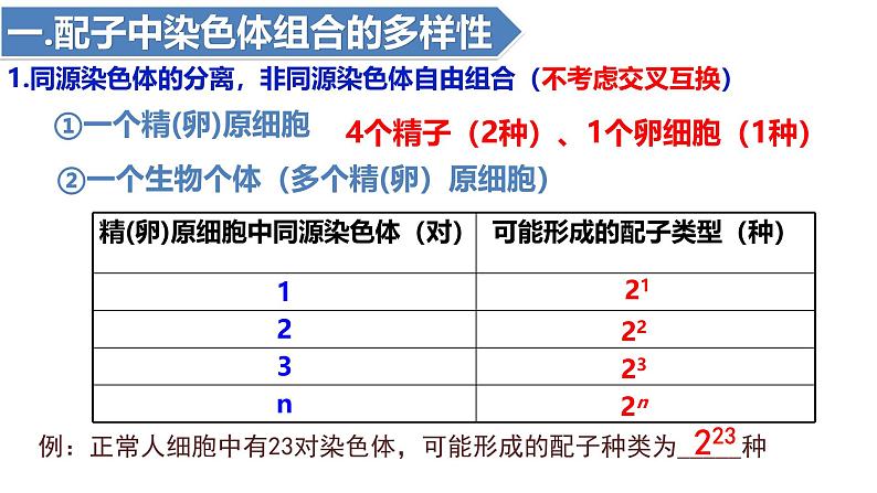 人教版（2019）高中生物必修二2.1《减数分裂和受精作用》（二）：受精作用（1课时）课件05