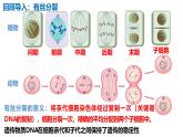 人教版（2019）高中生物必修二2.1《减数分裂和受精作用》（一）：减数分裂（3课时）课件
