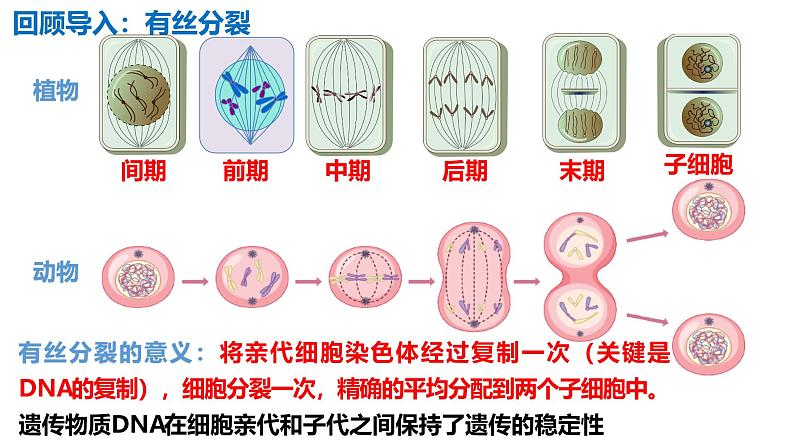 人教版（2019）高中生物必修二2.1《减数分裂和受精作用》（一）：减数分裂（3课时）课件02