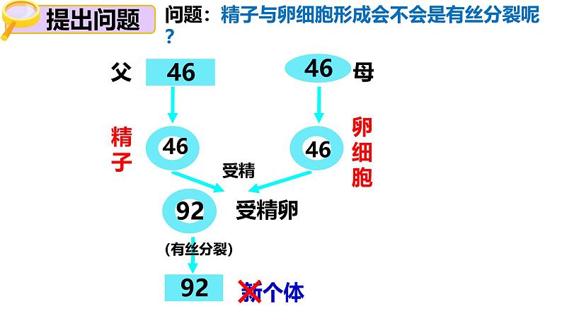 人教版（2019）高中生物必修二2.1《减数分裂和受精作用》（一）：减数分裂（3课时）课件04