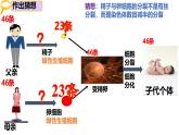 人教版（2019）高中生物必修二2.1《减数分裂和受精作用》（一）：减数分裂（3课时）课件