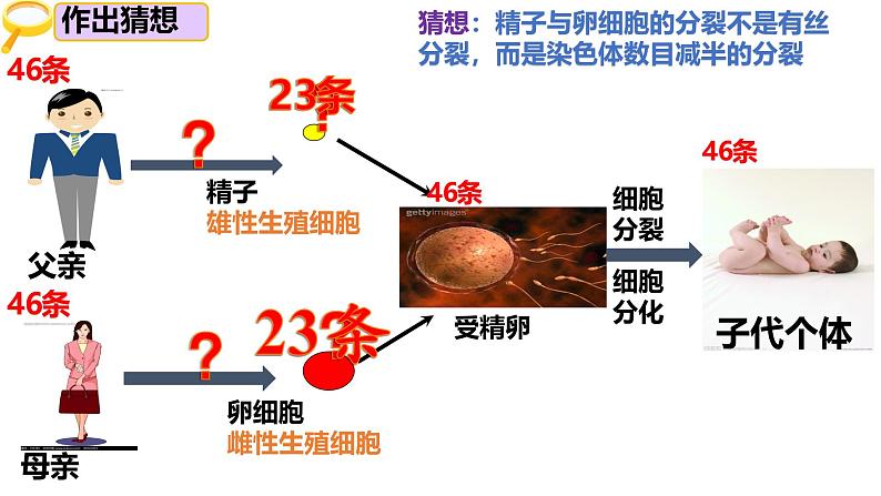 人教版（2019）高中生物必修二2.1《减数分裂和受精作用》（一）：减数分裂（3课时）课件05