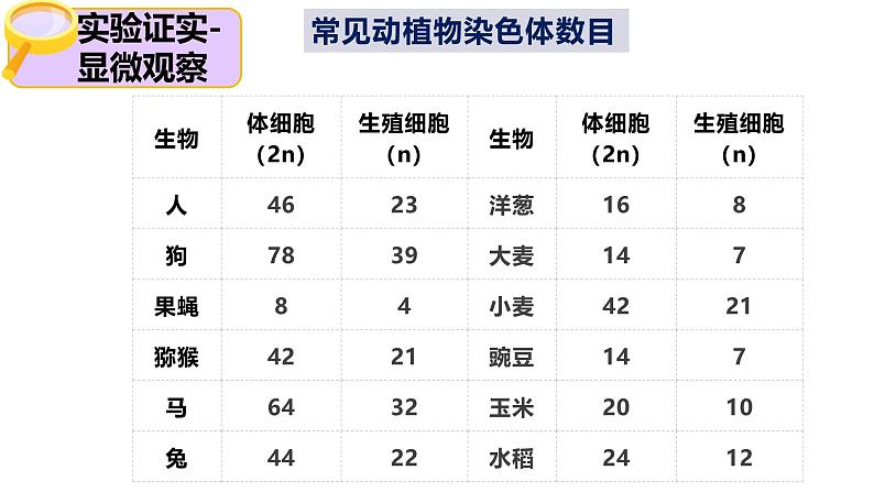 人教版（2019）高中生物必修二2.1《减数分裂和受精作用》（一）：减数分裂（3课时）课件07