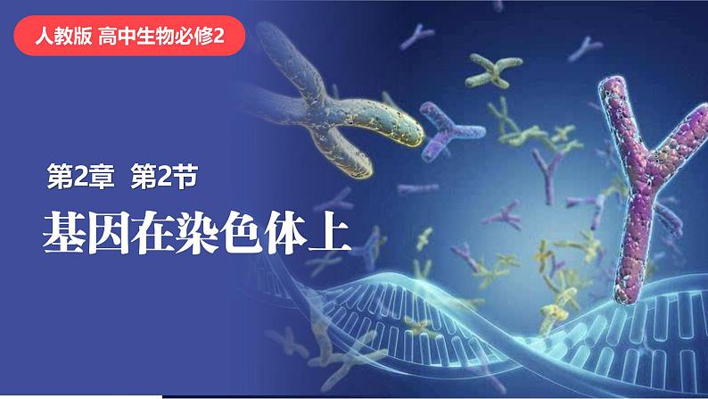 人教版（2019）高中生物必修二2.2《基因在染色体上》（2课时）课件第1页
