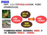 人教版（2019）高中生物必修二2.2《基因在染色体上》（2课时）课件