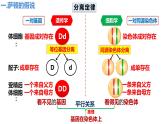 人教版（2019）高中生物必修二2.2《基因在染色体上》（2课时）课件