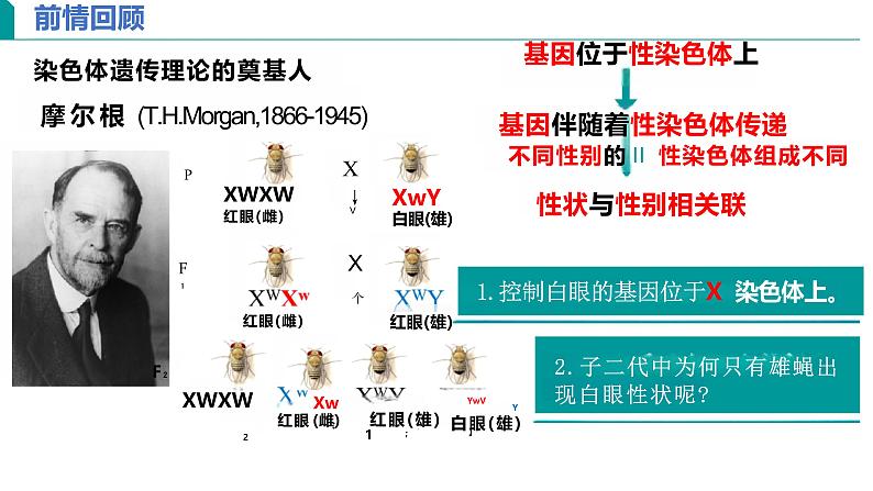 人教版（2019）高中生物必修二2.3《伴性遗传》（1课时）课件02