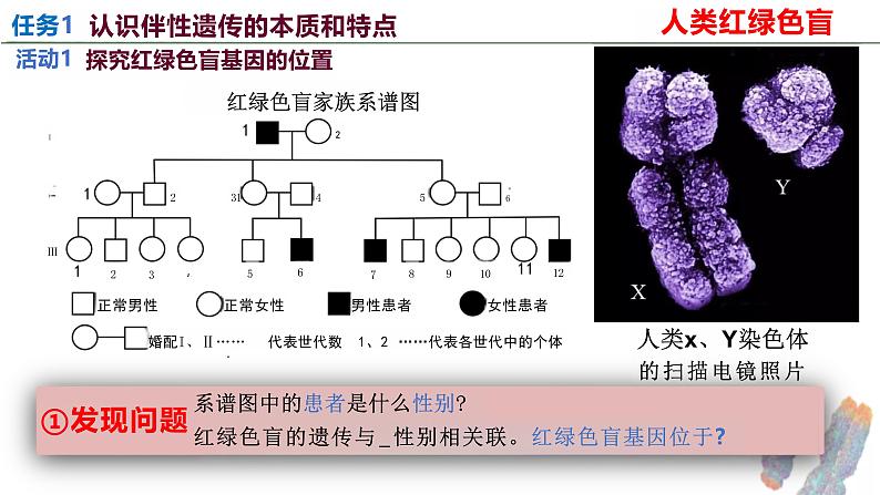 人教版（2019）高中生物必修二2.3《伴性遗传》（1课时）课件06