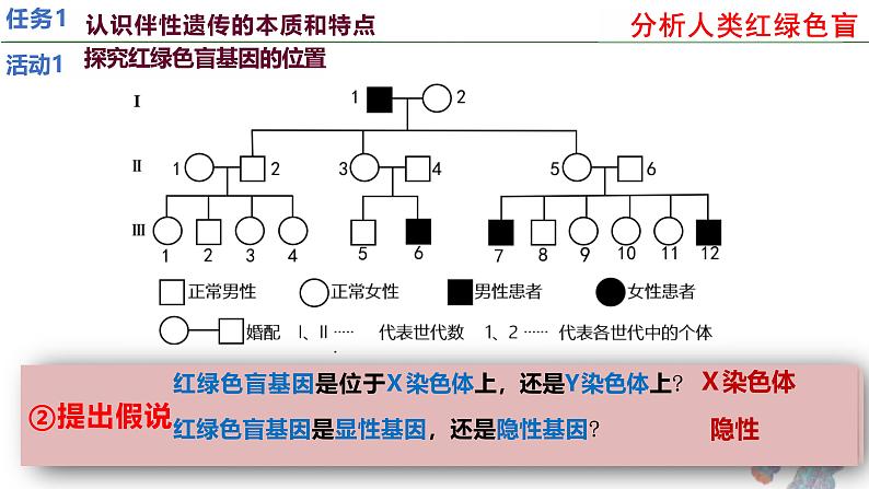 人教版（2019）高中生物必修二2.3《伴性遗传》（1课时）课件07