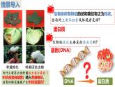 人教版（2019）高中生物必修二4.1《基因指导蛋白质的合成》（2课时）课件