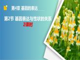 人教版（2019）高中生物必修二4.2《基因表达与性状的关系 》(2课时）课件