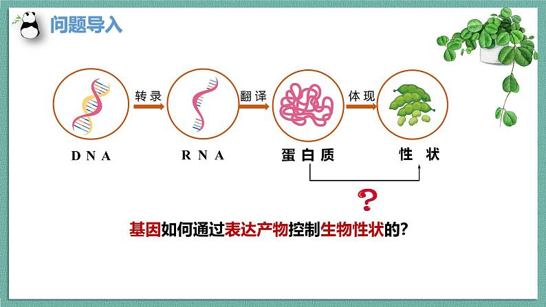 人教版（2019）高中生物必修二4.2《基因表达与性状的关系 》(2课时）课件02