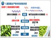 人教版（2019）高中生物必修二4.2《基因表达与性状的关系 》(2课时）课件