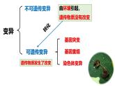 人教版（2019）高中生物必修二5.1《基因突变和基因重组》（2课时）课件