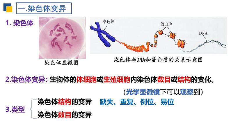 人教版（2019）高中生物必修二5.2《染色体变异》（2课时）课件04