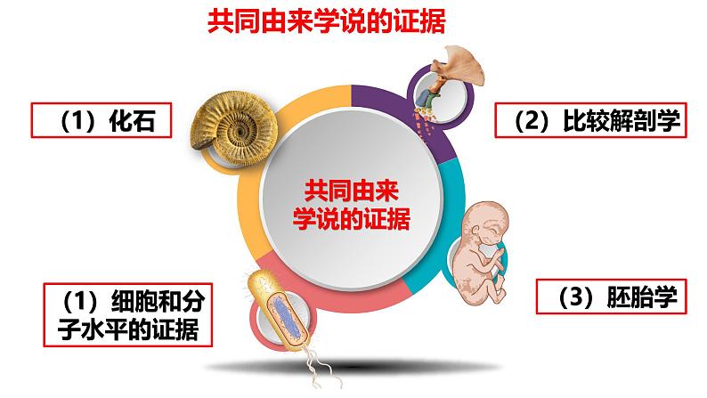 人教版（2019）高中生物必修二6.1《生物有共同祖先的证据》（1课时）课件05