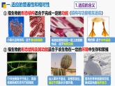 人教版（2019）高中生物必修二6.2《自然选择与适应的形成》（1课时）课件