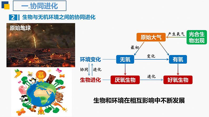 人教版（2019）高中生物必修二6.4《协同进化与生物多样性的形成》(1课时）课件08