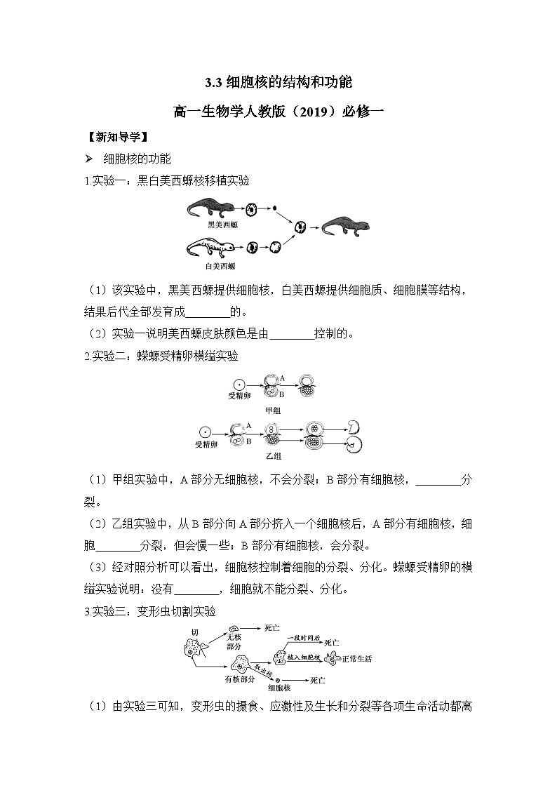 3.3细胞核的结构和功能学案 高中生物人教版必修101