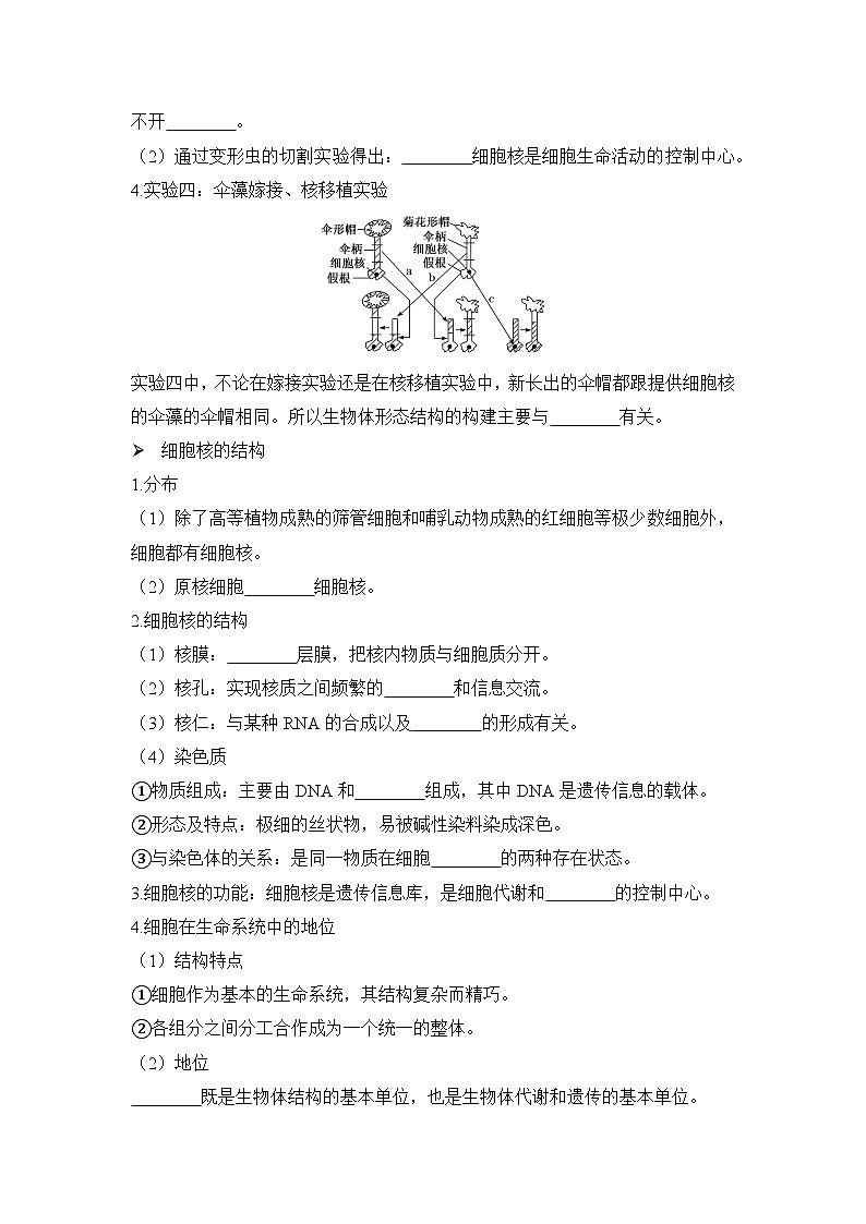 3.3细胞核的结构和功能学案 高中生物人教版必修102