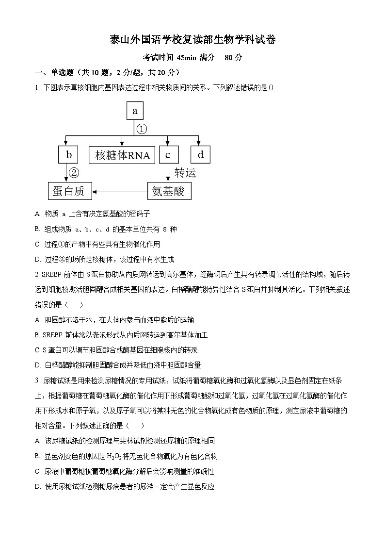 山东省泰安市泰山外国语学校复读部2024-2025学年高三上学期8月测试生物试题（原卷版）第1页