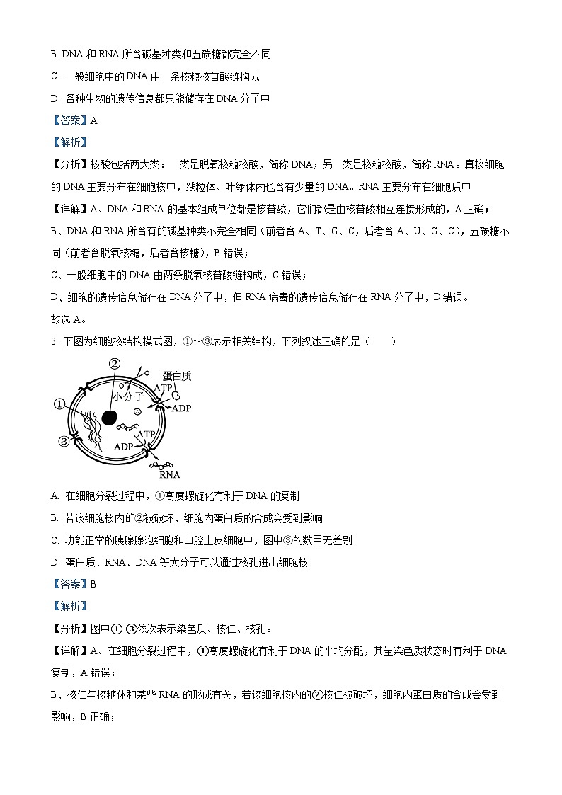 河南省鹤壁市淇滨区鹤壁市高中2024-2025学年高二上学期开学考试生物试题（解析版）第2页