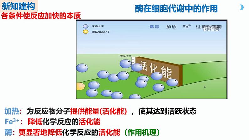 人教版（2019）高中生物必修一5.1《降低化学反应活化能的酶》（一）（第2课时）课件07