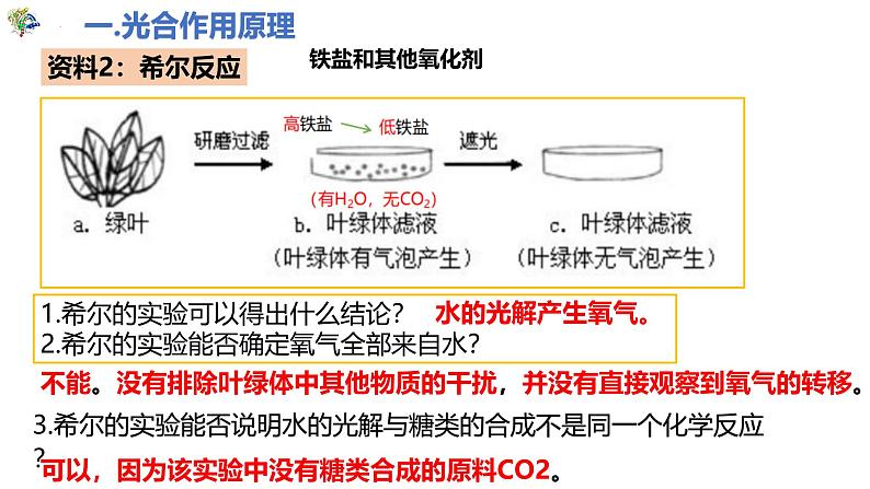 人教版（2019）高中生物必修一5.4《光合作用与能量转化》（二）（2课时）课件06