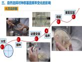 人教版（2019）高中生物必修二6.3《种群基因组成的变化与物种的形成》（二）（第2课时）课件