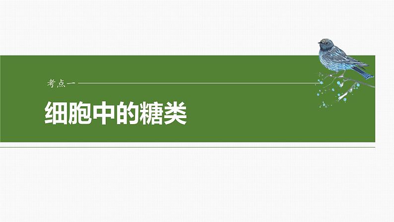 第一单元　第三课时　细胞中的糖类和脂质-2025年高考生物大一轮复习（课件+讲义+练习）06