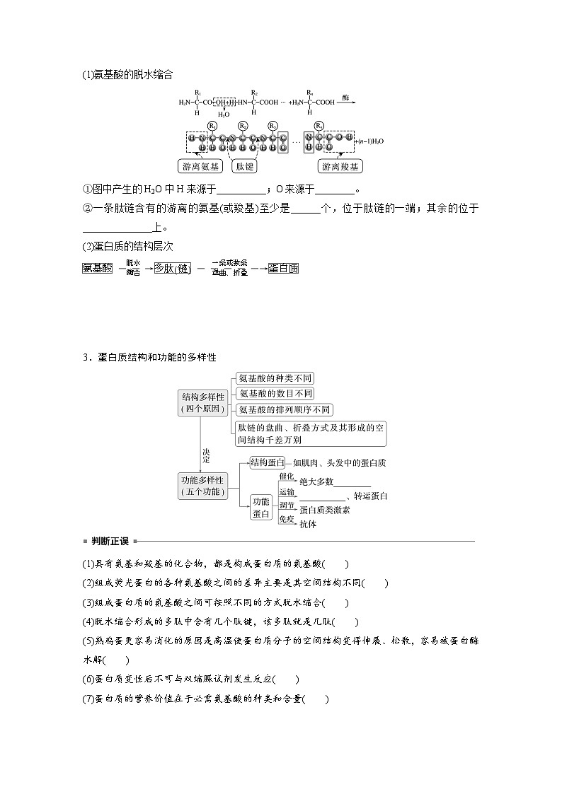 第一单元　第四课时　蛋白质是生命活动的主要承担者-2025年高考生物大一轮复习（课件+讲义+练习）02